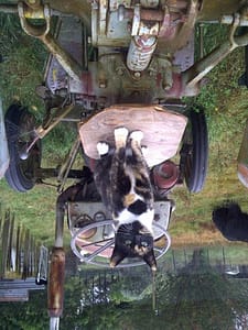 Mitzy on the tractor