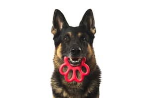 Newflands Red Bama Paw Toy