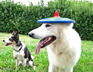A hat haha no Trotto a Frisbee toy for dogs.
