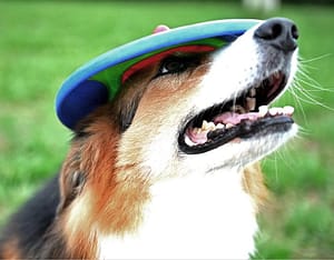 Dog toy or hat? Trotto Frisbee for play