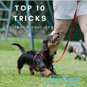 The Top 10 Tricks to teach your furbaby