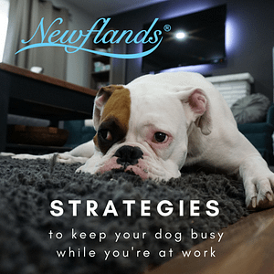 newflands-keep-your-dog-busy-treats