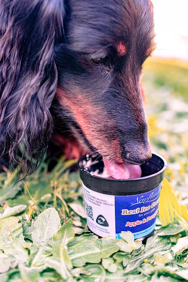 Dogs love ice cream